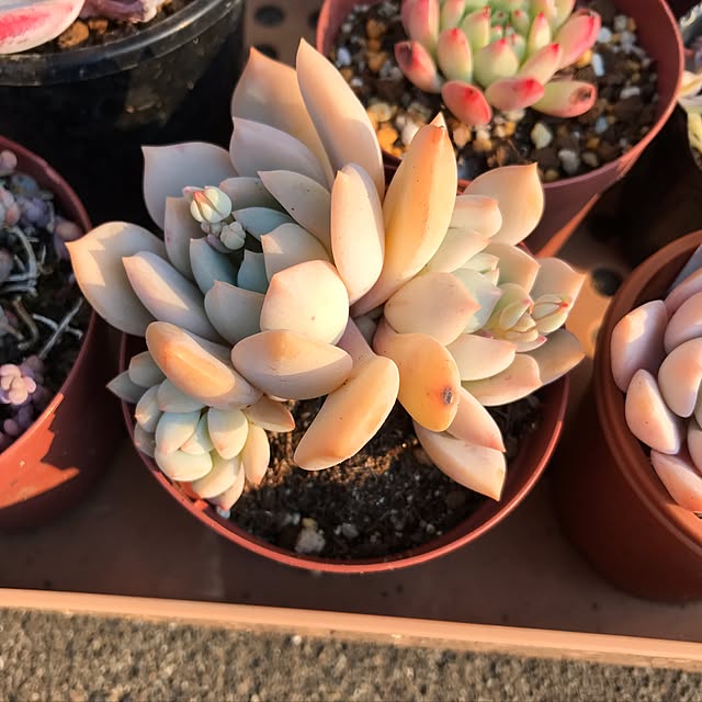 miniさんの実例写真