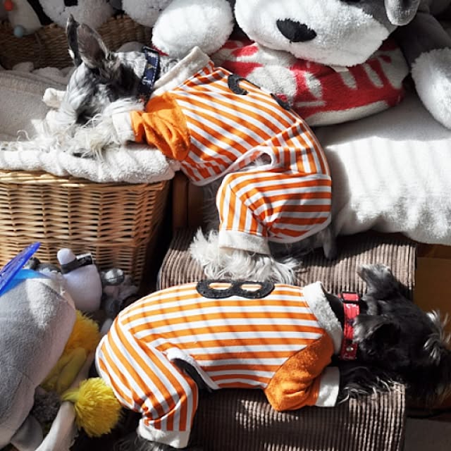 satobonmamaさんの実例写真