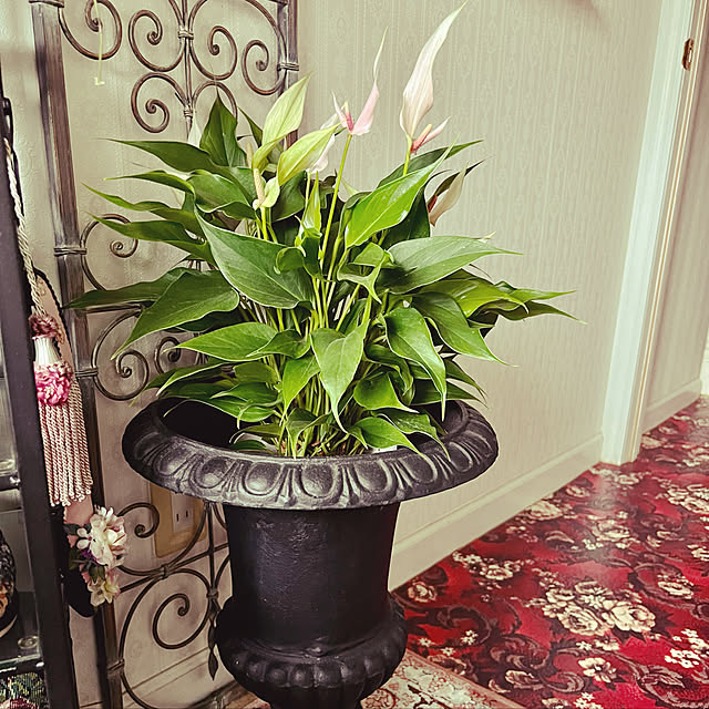 AYUKOさんの実例写真