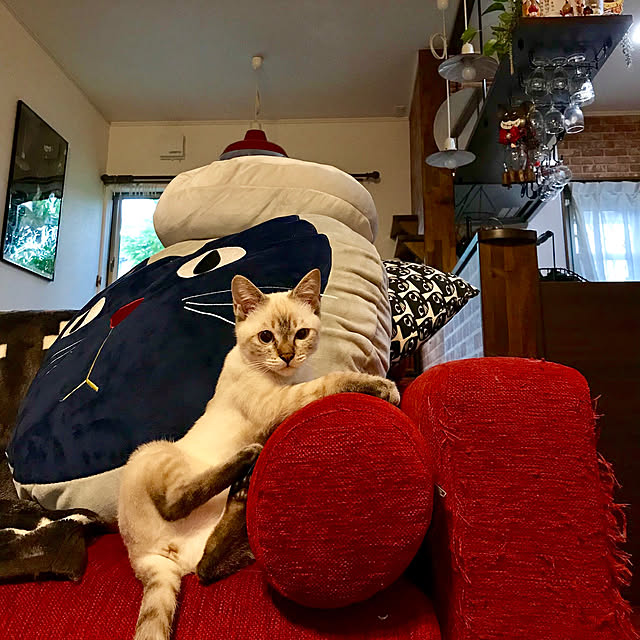 butachanさんの実例写真