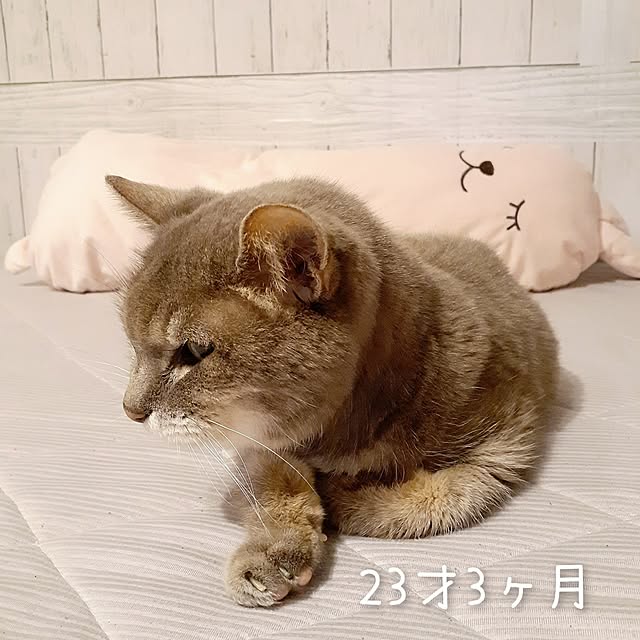 naoporonさんの部屋