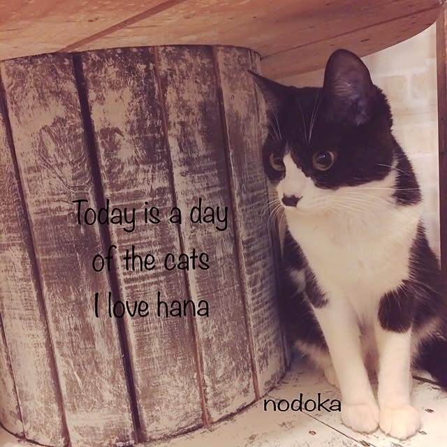 nodokaさんの実例写真