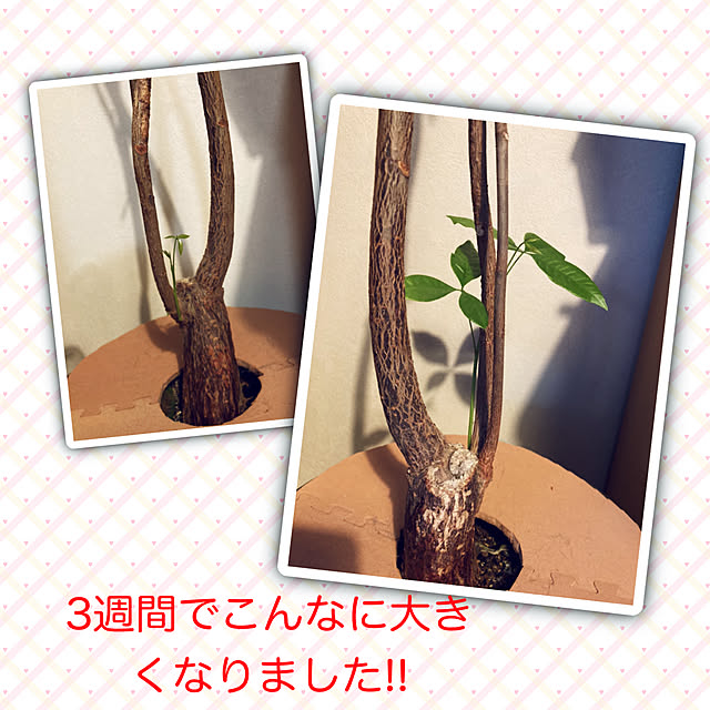 suemonta14さんの実例写真