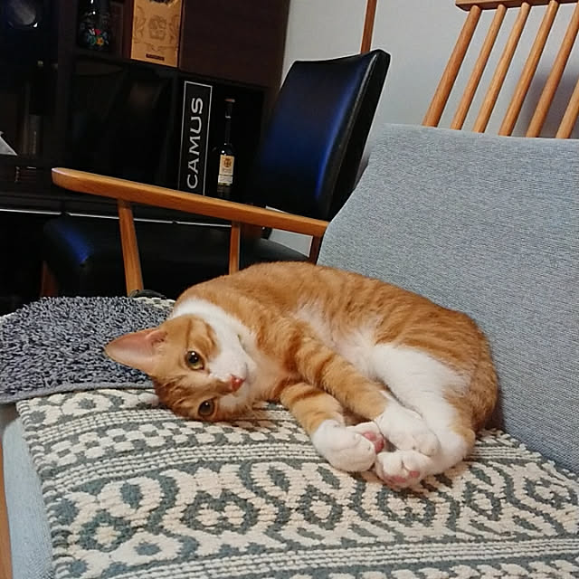 akiさんの実例写真