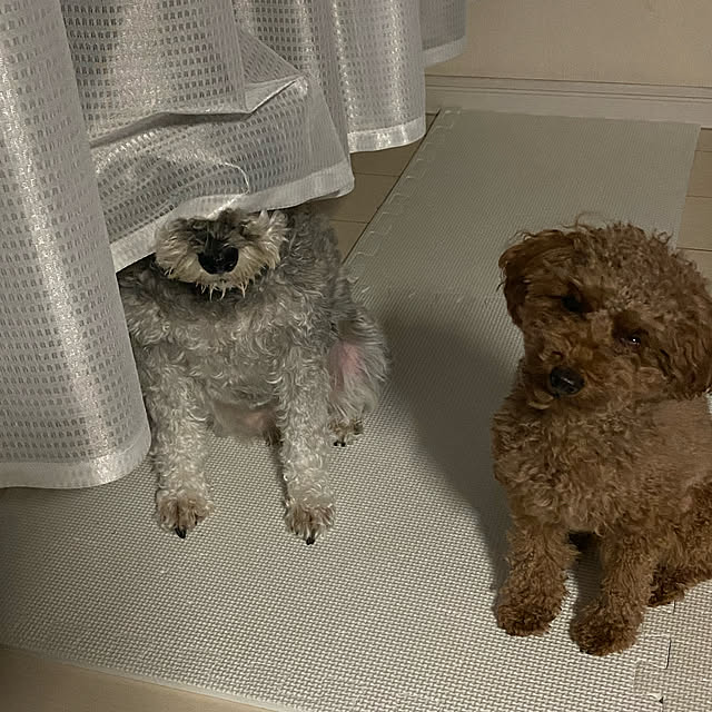 alchoさんの実例写真