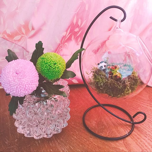 リビング/NO GREEN NO LIFE/観葉植物のインテリア実例 - 2016-11-14 22:51:51