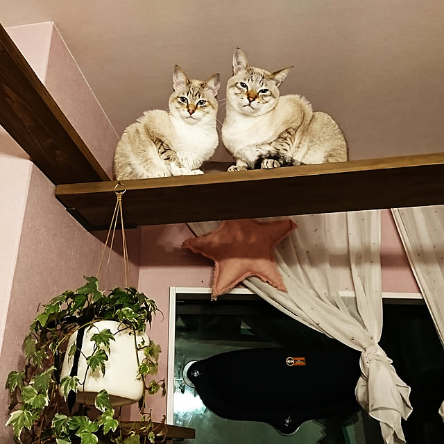 poniさんの実例写真