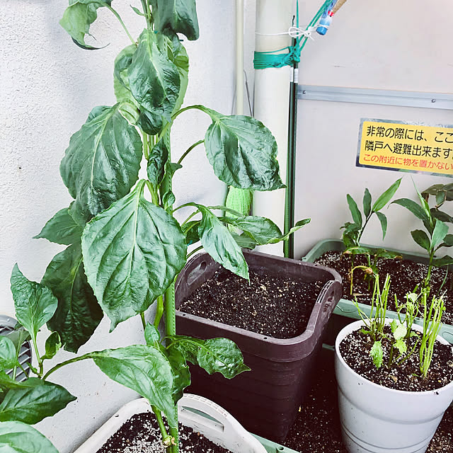 hanachanさんの部屋