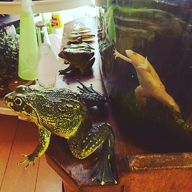 Shinobuさんの実例写真