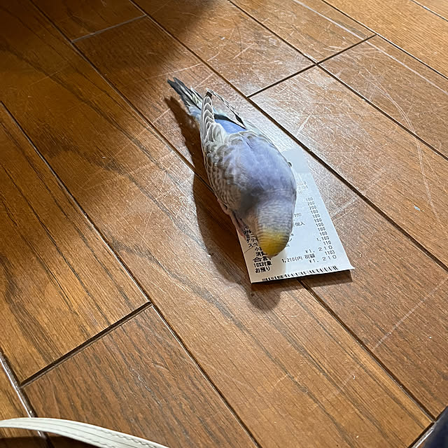 Atsukoさんの部屋
