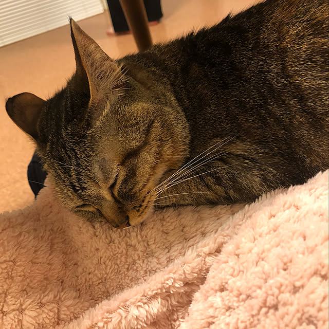 kohakuringoさんの実例写真