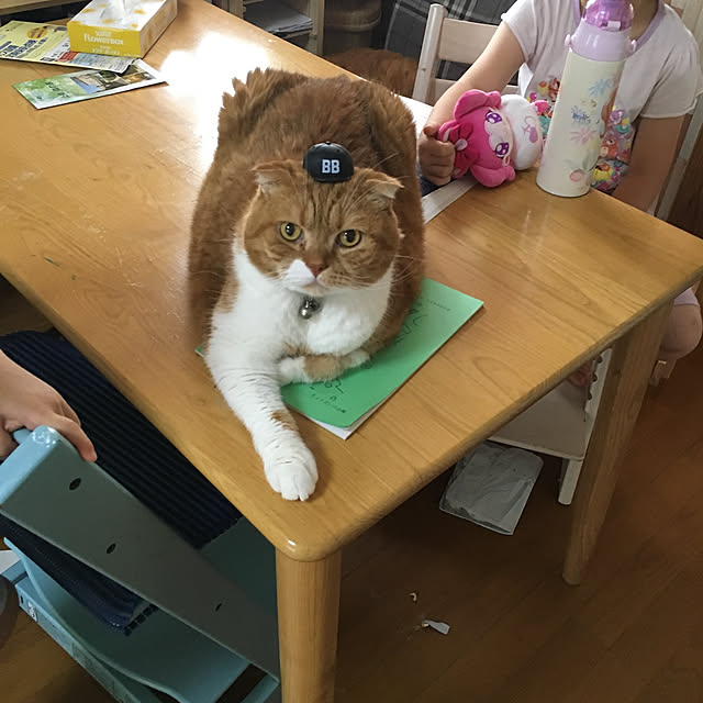 pikkariさんの実例写真