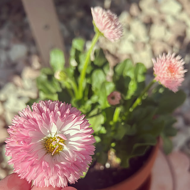 yukimidaifukuさんの実例写真