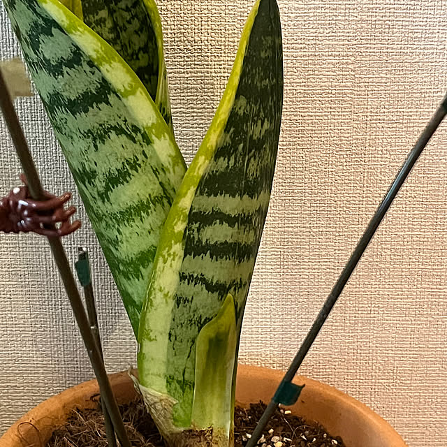 リビング/ガーデニング/観葉植物/多肉植物のインテリア実例 - 2024-12-13 16:26:35