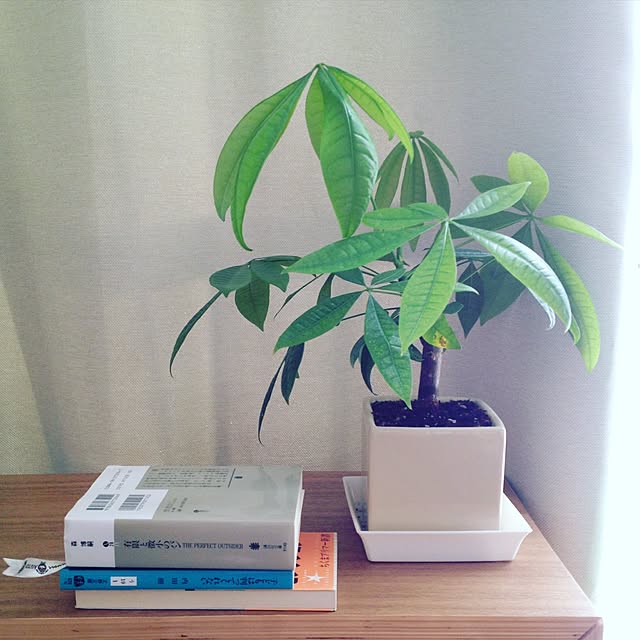 棚/パキラ/一人暮らし/観葉植物/インスタやってます！...などのインテリア実例 - 2015-12-12 08:34:25