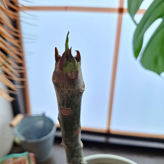 midoriさんの部屋