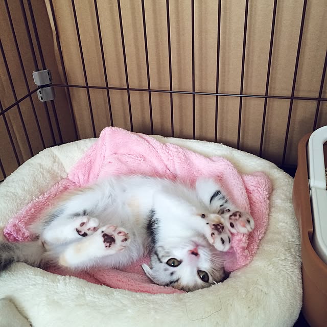 yokkochanさんの実例写真