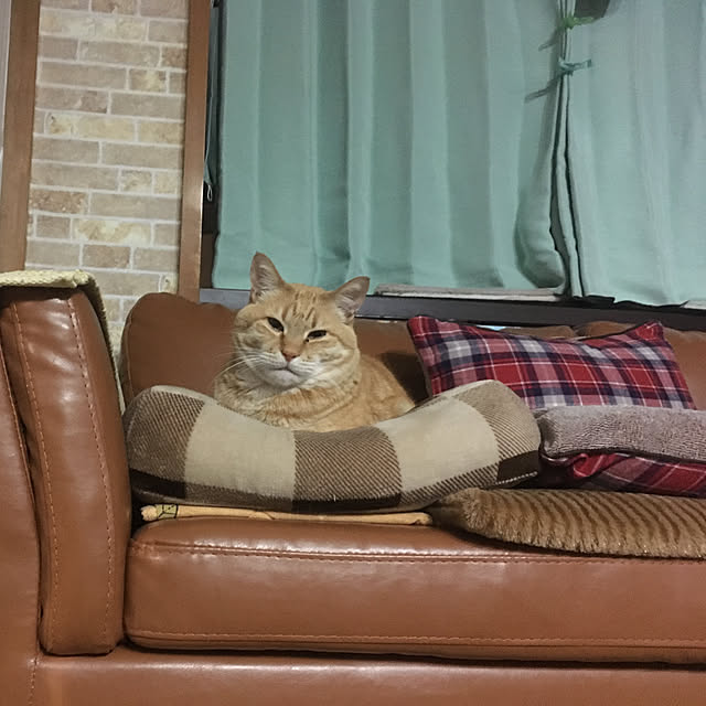 tututu0204さんの実例写真