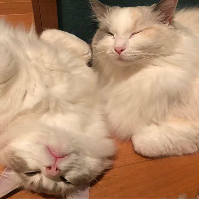 実例写真