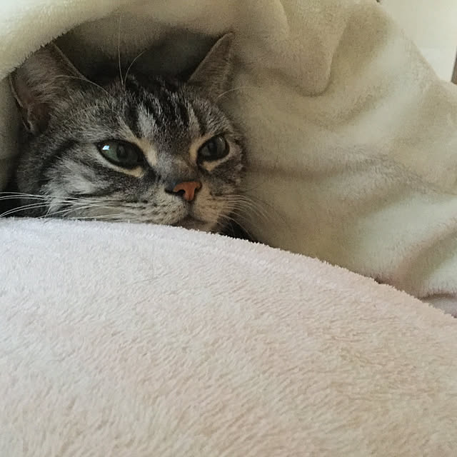 richanさんの実例写真