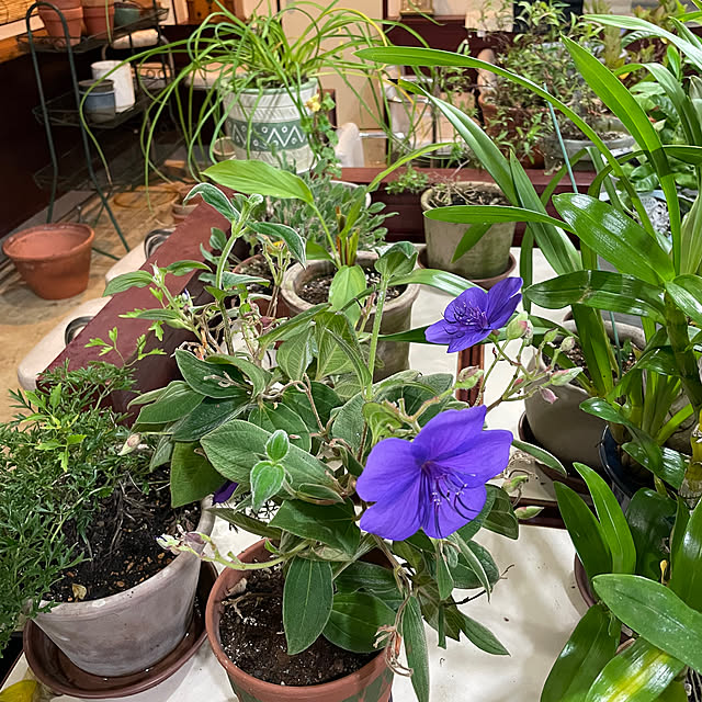 shin0719さんの実例写真