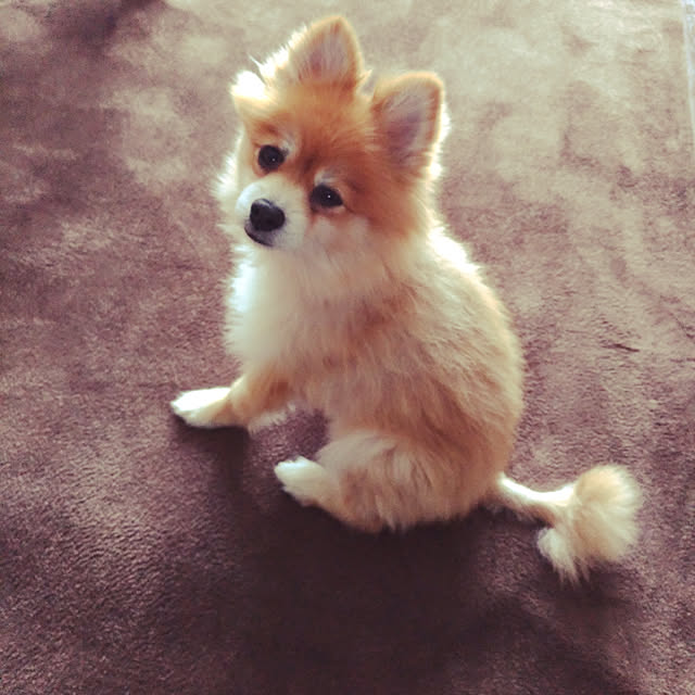 budoupanさんの実例写真