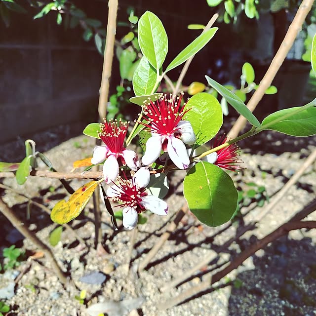 玄関/入り口/みどりある生活/お花のある暮らし/お庭のお花/平屋暮らし...などのインテリア実例 - 2025-06-06 08:19:26