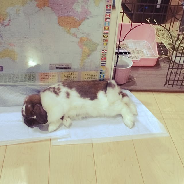 blurさんの実例写真