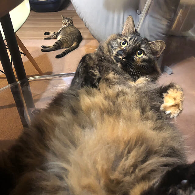 mikomaruさんの実例写真