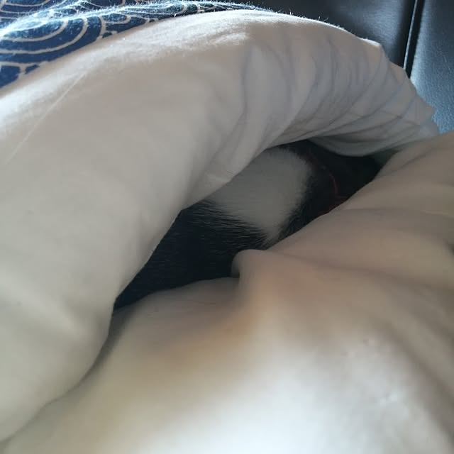 teruminさんの実例写真