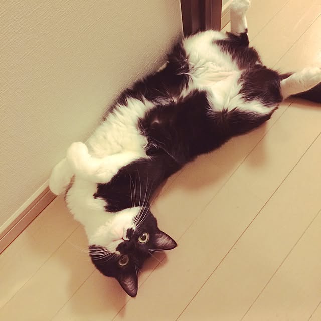maimaimさんの実例写真