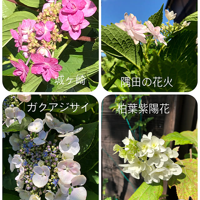 kaeruさんの実例写真