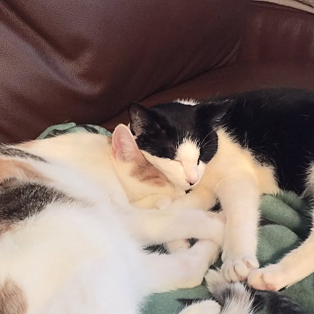 ziziguguさんの実例写真