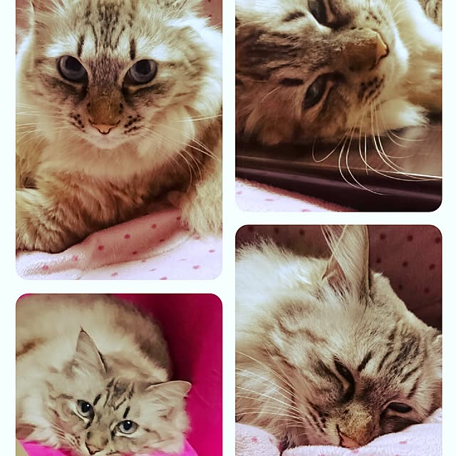 hiroさんの実例写真