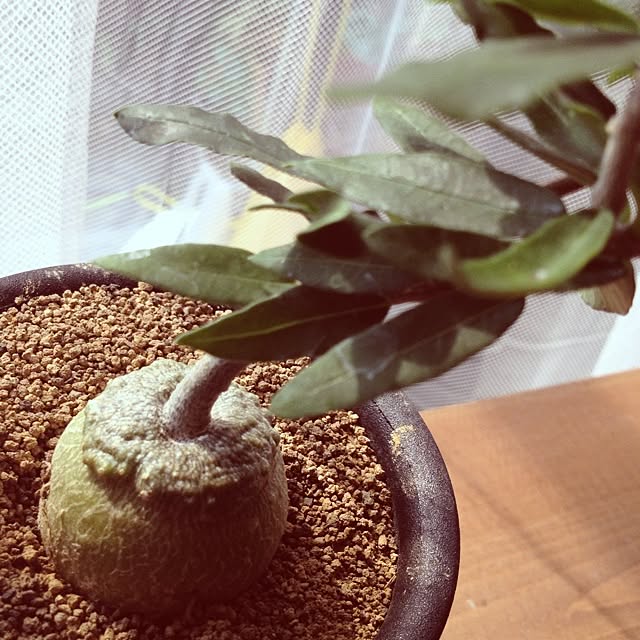 shokuLABOさんの実例写真