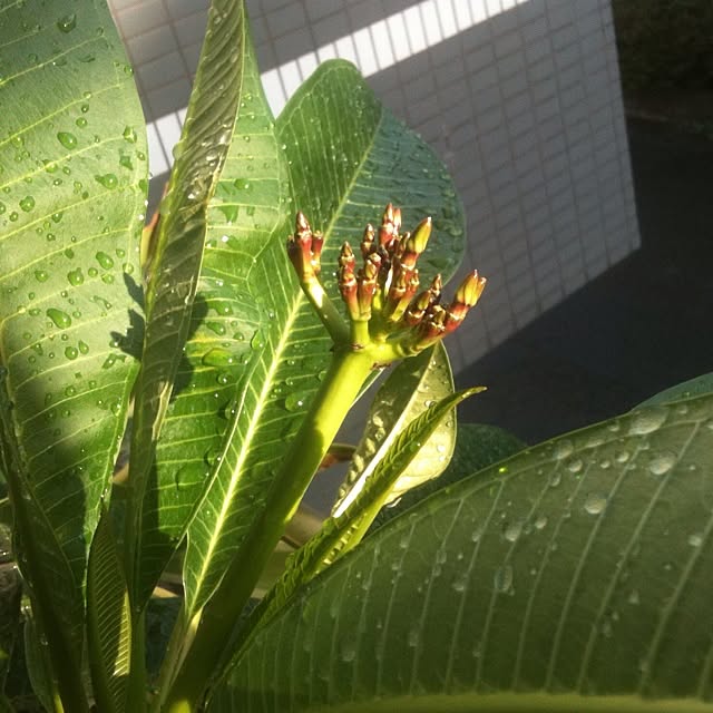 Bobさんの実例写真