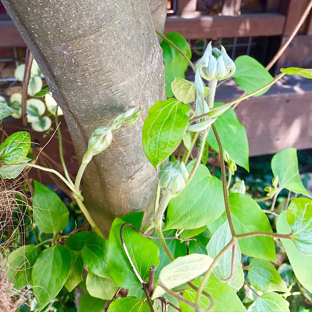 butachanさんの実例写真