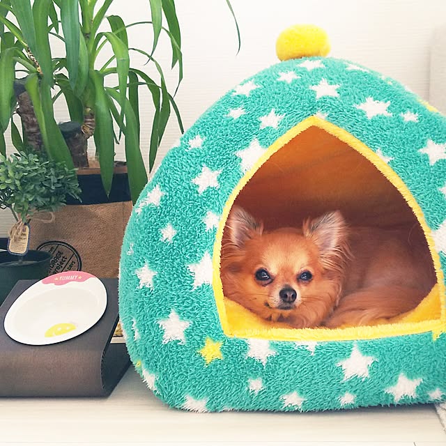 kojikojiさんの実例写真