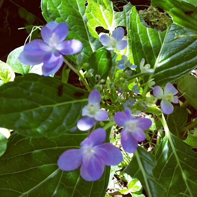 玄関/入り口/植物のインテリア実例 - 2014-08-09 22:33:02