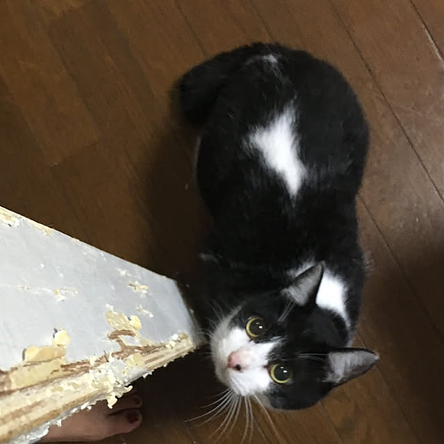 chiisoftさんの実例写真