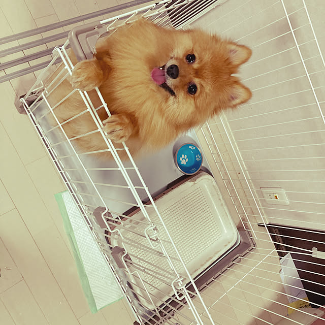daifukumotiさんの実例写真