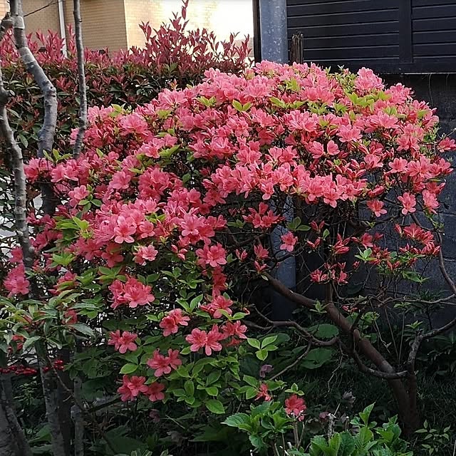 ku-garnet18さんの実例写真
