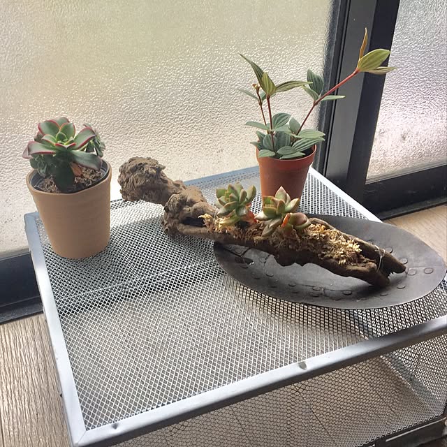 部屋全体/観葉植物/ガーデニング/多肉植物のインテリア実例 - 2017-04-01 10:22:40