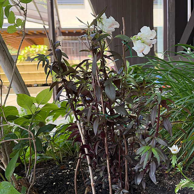 mozukuさんの実例写真