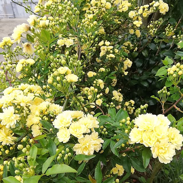 ayanasu.321さんの実例写真