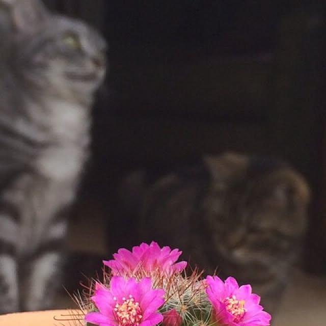 mikomaruさんの実例写真