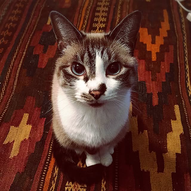 bowbowcoさんの実例写真