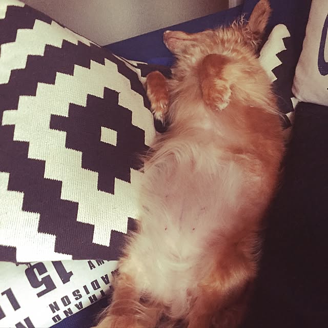 ramさんの実例写真