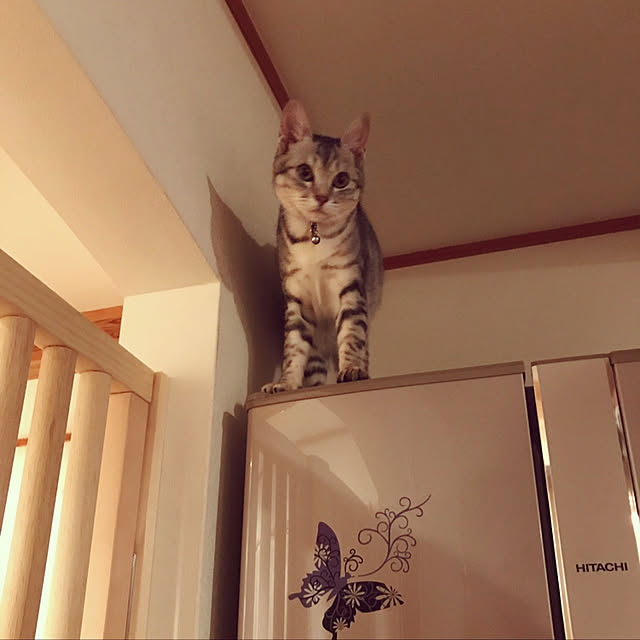 mako0301さんの実例写真