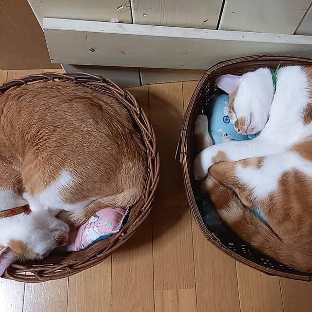 rumi.rumiさんの実例写真